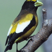 Evening Grosbeak